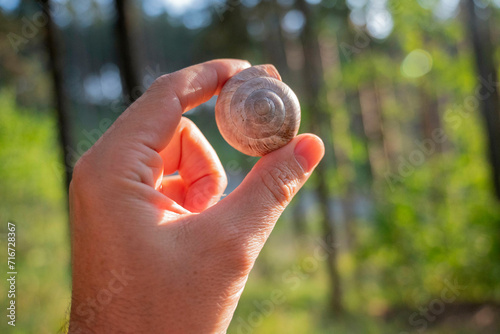 Hand holding a snail shell 