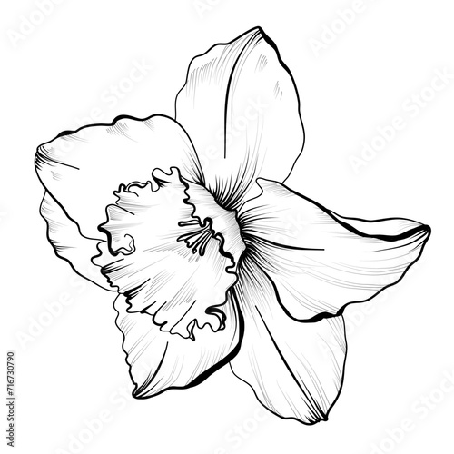 black and white narcissus drawing vector illustration