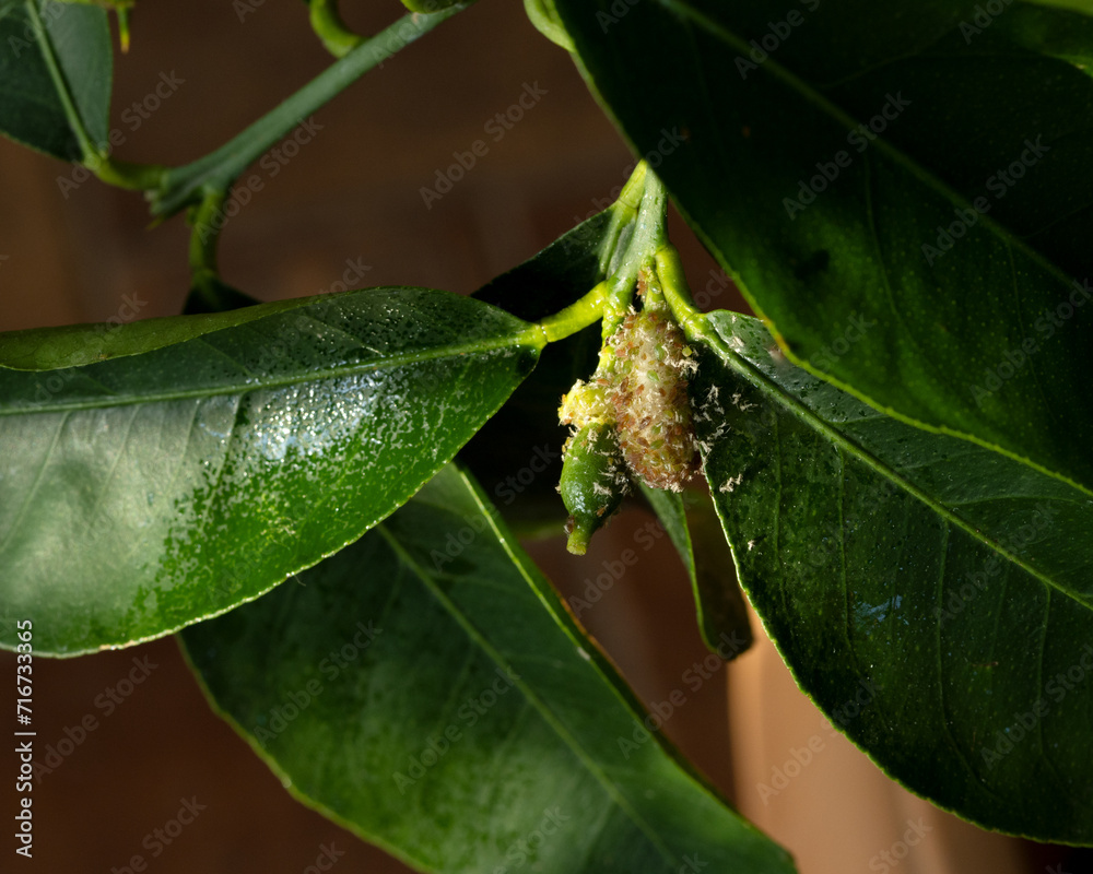Aphids on the ovary and lemon flower at home Aphids on the ovary and lemon flower at home