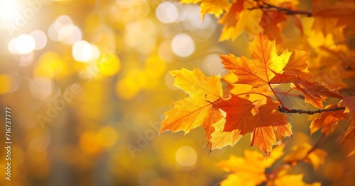 Autumn Maple Leaves in Radiant Sunlight