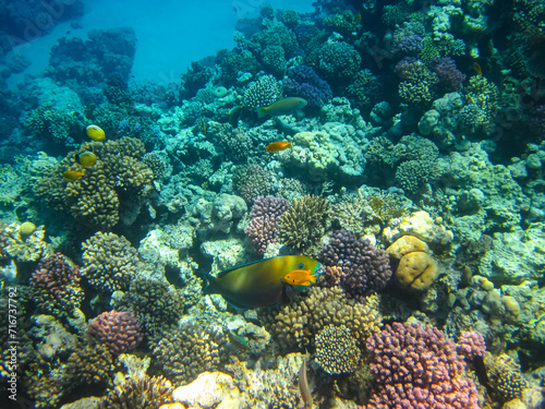 Beautiful fish in the coral reef of the Red Sea © glebantiy