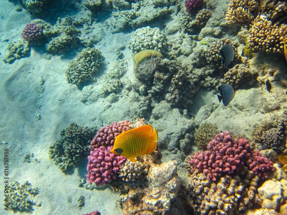 Naklejka premium Beautiful fish in the coral reef of the Red Sea