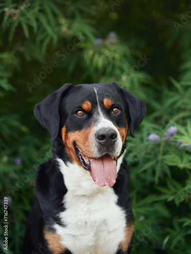 A joyful Greater Swiss Mountain Dog poses amidst flowering shrubs, a picture of vitality and happiness