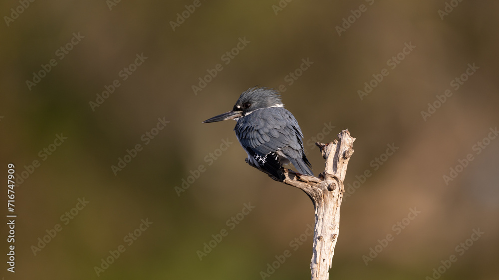 Naklejka premium Belted Kingfisher fishing in a pond