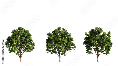 set of big trees  Acer tree  3d rendering with transparent background
