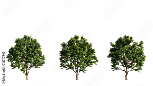 Fototapeta Naklejka Na Ścianę i Meble -  set of big trees, Acer tree, 3d rendering with transparent background