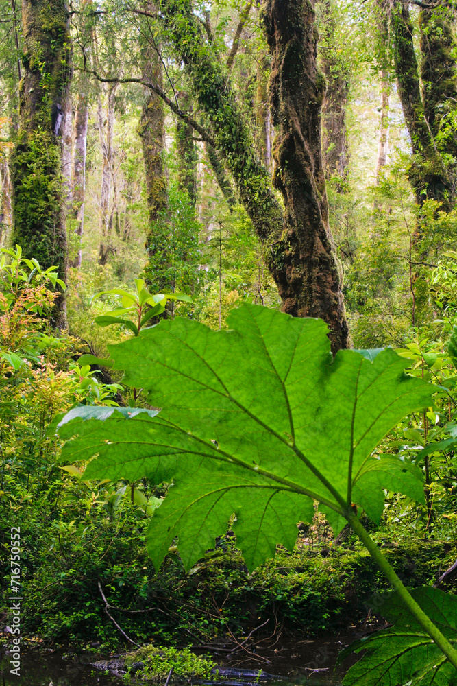 Nalca Pflanze (Gunnera tinctoria Mirb.) in Regenwald, Nationalpark Pumalin, Chile, Südamerika