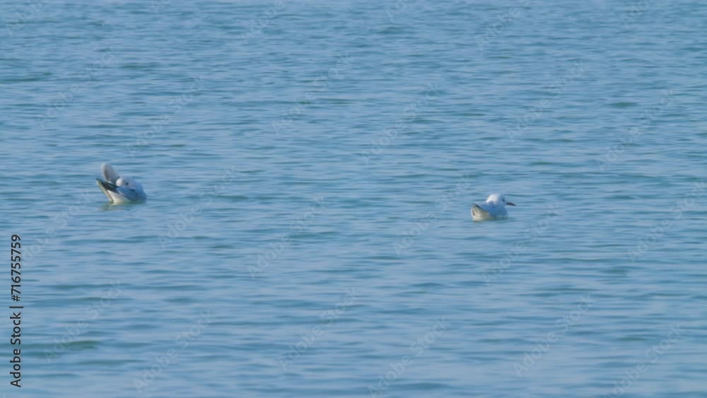 Seagulls floating on water near Karbabad beach during low tide, Manamah, Bahrain Seagulls floating on water near Karbabad beach during low tide, Manamah, Bahrain