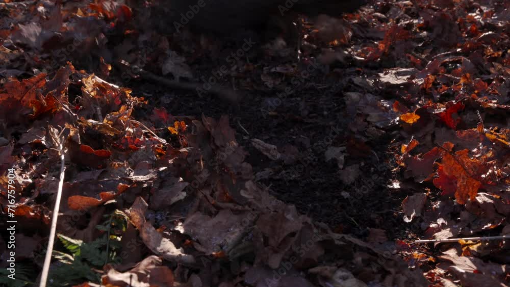 A person scraping rotting autumn leaves from the ground to reveal spring growth A person scraping rotting autumn leaves from the ground to reveal spring growth