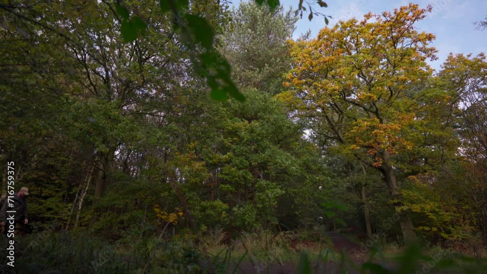 A person walking through autumn woodland before stopping to look at a tall yellow tree A person walking through autumn woodland before stopping to look at a tall yellow tree