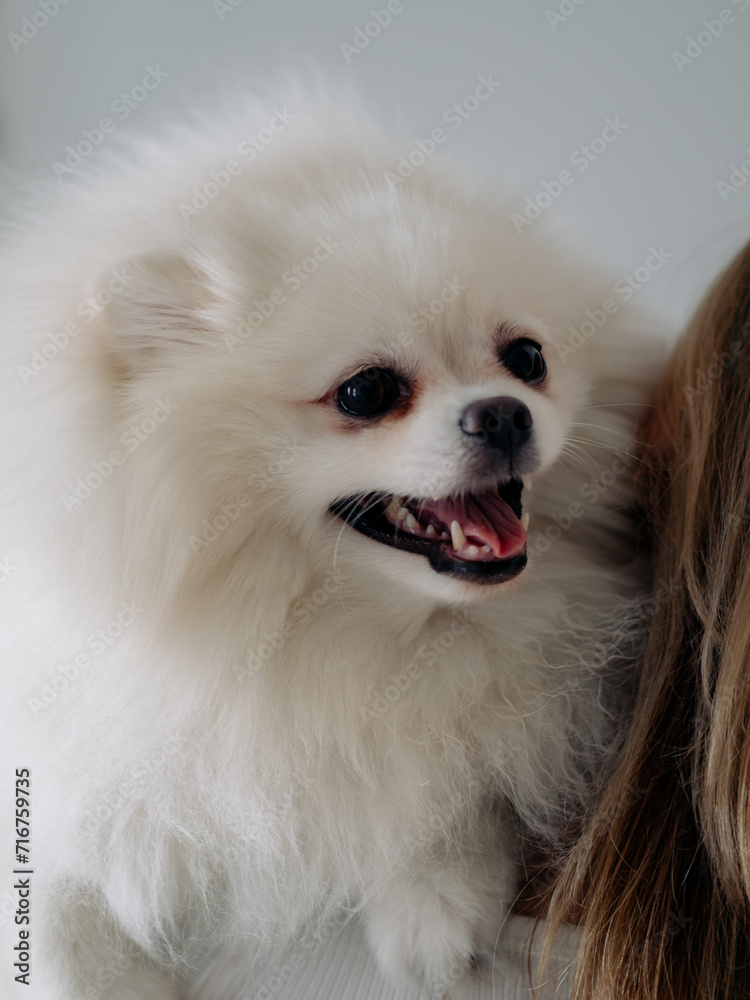 White fluffy spitz dog close up