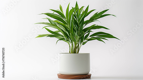 plant in a pot high definition(hd) photographic creative image © Ghulam