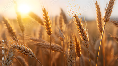 Amazing agriculture sunset landscapegrowth nature harvest wheat field natural product,,
Close up of wheat ripening ears at gold wheat field in the morning with shining of sunlight, beautiful scene, ha photo