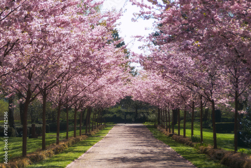 Kirschblüte 