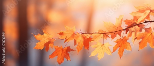 orange autumn maple leaves with soft focus at gold sunset in the forest, autumn background, Generative AI