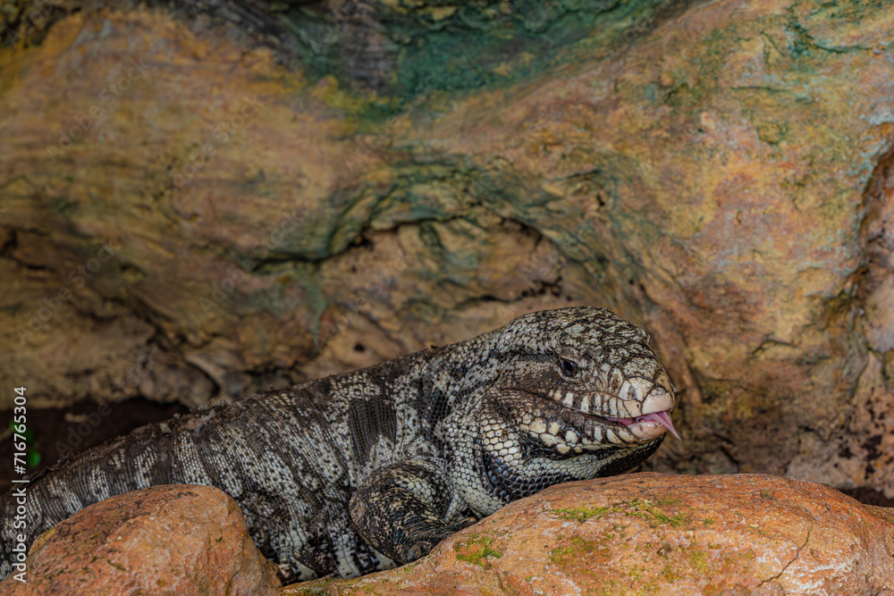 Fototapeta premium portrait of a large lizard on the rocks