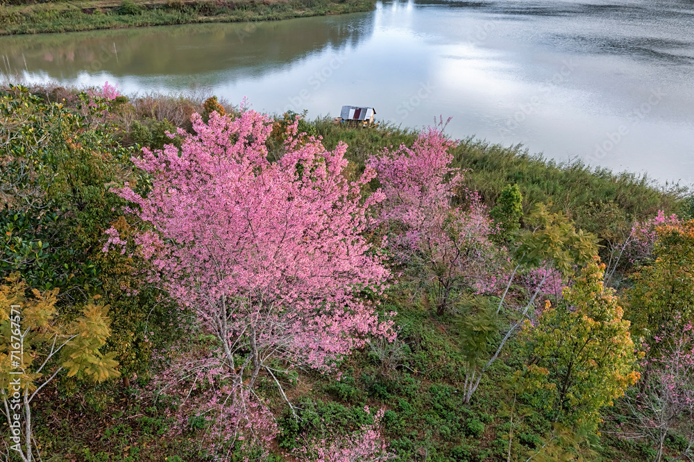 Wild Himalayan Cherry. pink flowers. Closeup of Wild Himalayan Cherry (Prunus cerasoides) or sakura flower or Mai Anh Dao at Tuyen Lam lake Dalat , Vietnam. Wild Himalayan Cherry. pink flowers. Closeup of Wild Himalayan Cherry (Prunus cerasoides) or sakura flower or Mai Anh Dao at Tuyen Lam lake Dalat , Vietnam.