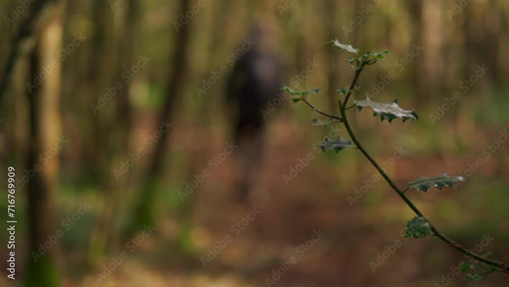 Shallow focus shot of a person walking through a branch of holly in the woods Shallow focus shot of a person walking through a branch of holly in the woods