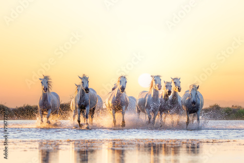 Obraz na płótnie White Camargue Horses are running along the water w salonie
