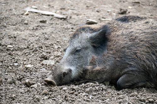 A wild boar lies in the sun