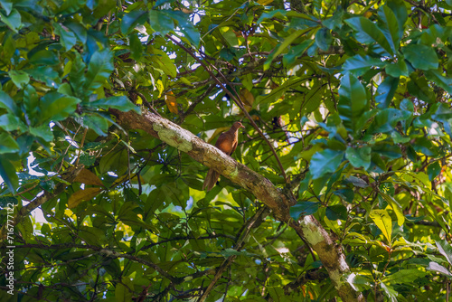 Andaman cuckoo-dove (Macropygia rufipennis) at South Andaman, India photo