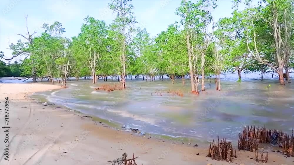 Natural View Of The Avicennia Marina Forest, Growing On The Beach At High Tide, In The Village Of Belo Laut, Indonesia