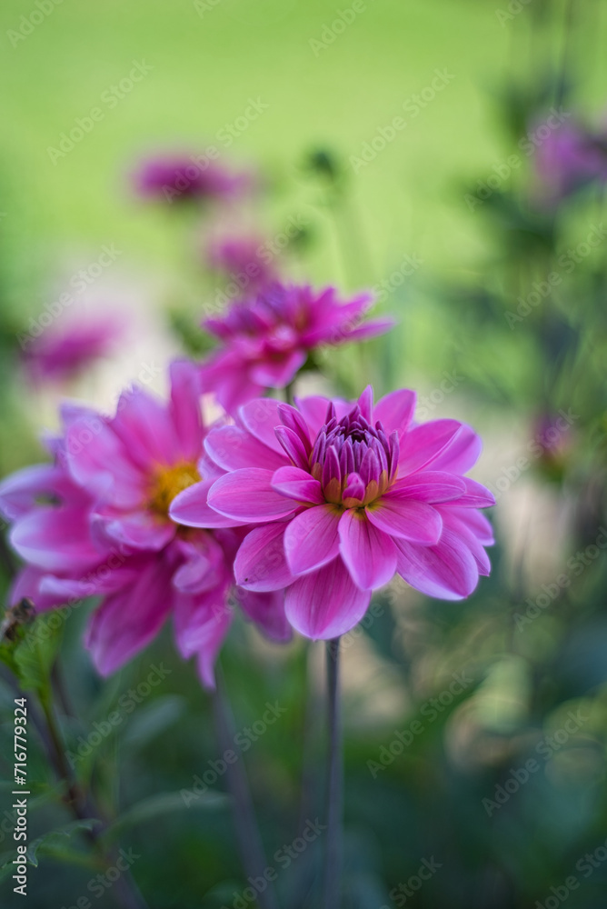 Dahlien Blüten im Sommer