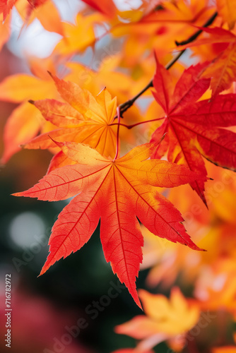 autumn leaves painted in a palette of red, orange, and yellow hues, are sharply focused against a softly blurred background