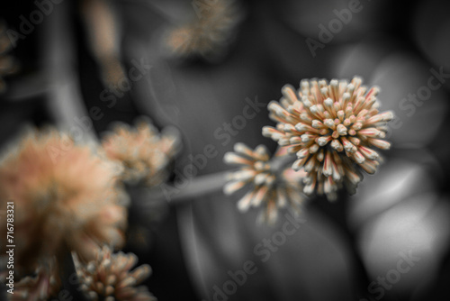 blurred background of a flower with bokeh effect, black and white