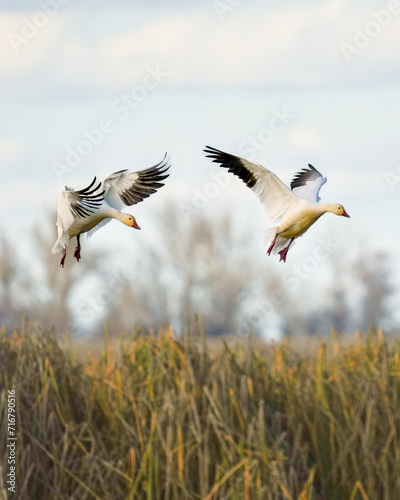 Snow geese in flight © andrea