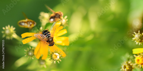 Bee collects pollen from yellow field flower in meadow on sunny day. © BarTa