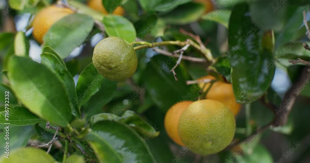 Citrus Symphony: A Visual Celebration of Mandarin Orchards in Farmer's Agricultural Landscapes. High quality 4k footage Citrus Symphony: A Visual Celebration of Mandarin Orchards in Farmer's Agricultural Landscapes. High quality 4k footage