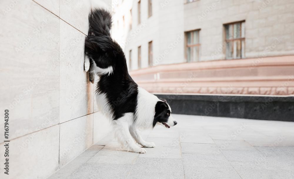 A border collie dog stands with its hind legs on the wall. The dog performs a trick. Dog training.