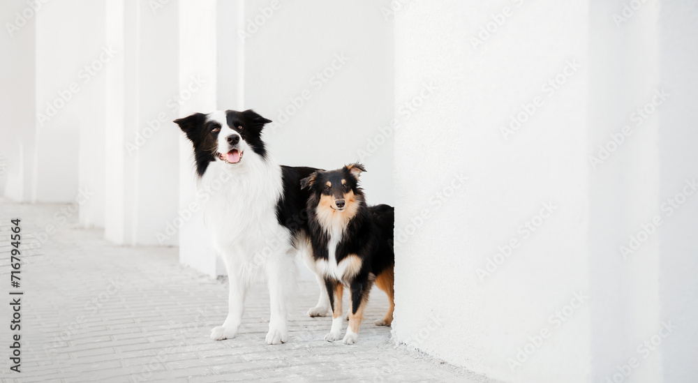 Two Dogs Peeking Behind the Wall