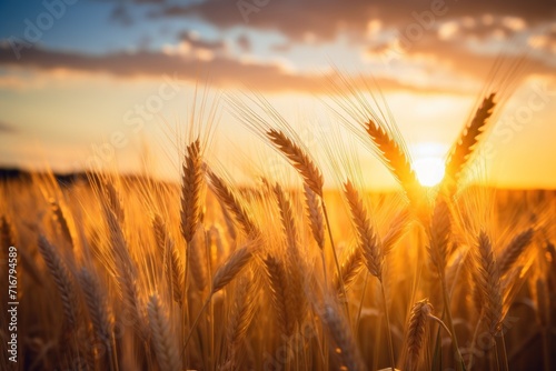 Rural wheat field glowing at sunset with blue sky
