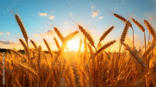 Golden wheat field at sunset with vivid sky © Photocreo Bednarek