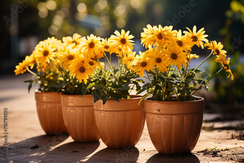 Daisy In A Flower Pot In The Front Yard Of The House