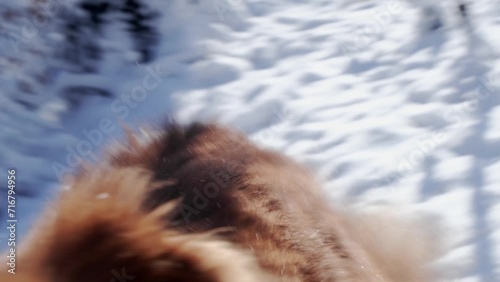 A brown Australian Shepherd runs merrily through snowdrifts on a snowy winter day in the forest in sunny weather. Aussie red tricolor is a joyful pet outside in the park