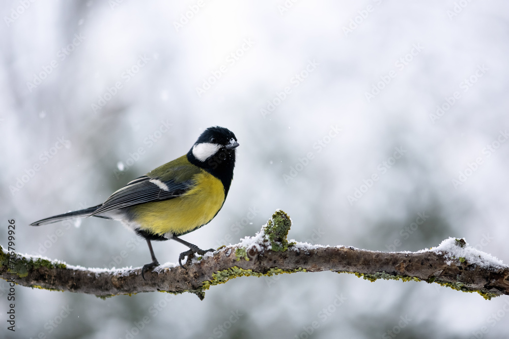 Tiny tom tit bird with yellow belly on tree twig during snow falling closeup. Birds photography Tiny tom tit bird with yellow belly on tree twig during snow falling closeup. Birds photography