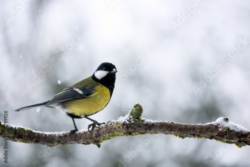 Tiny tom tit bird with yellow belly on tree twig during snow falling closeup. Birds photography © Ivan Kmit