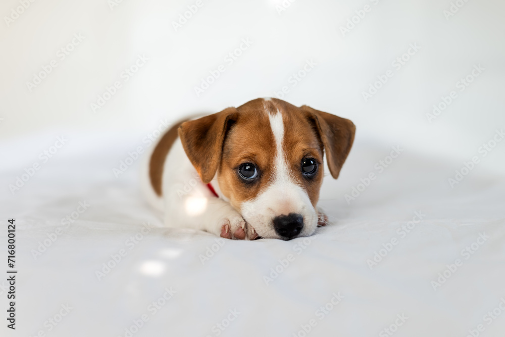 Tiny Jack Russel terrier puppy with sad eyes on the white bed close up. Dogs and pets photography