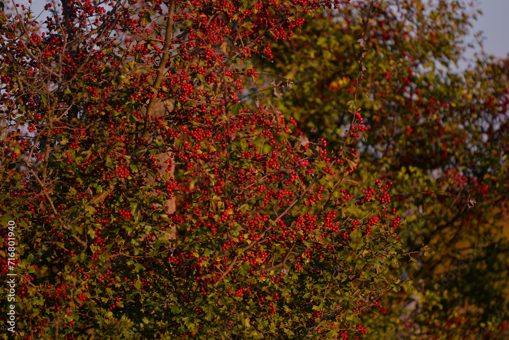Shrub of crataegus monogyna. Hawthorn during ripening. Natural medicinal plant Shrub of crataegus monogyna. Hawthorn during ripening. Natural medicinal plant