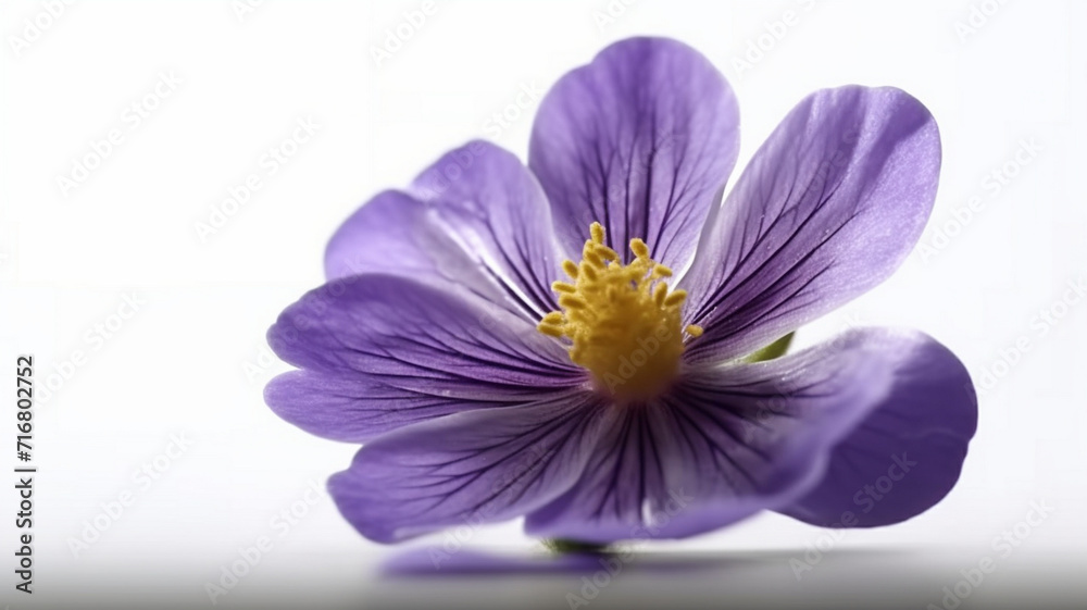 Violet Flower