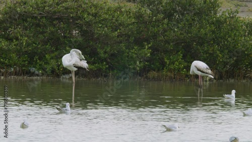 11 of Sitra park in Bahrain, water birds and plants photo