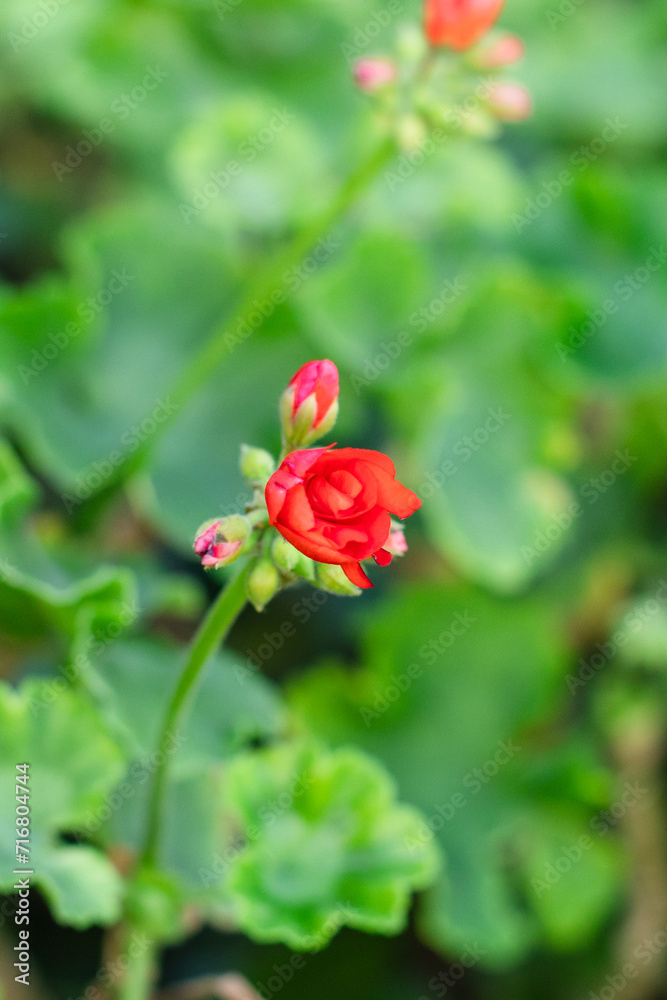 Red Geranium flowers with green leaves in a garden Red Geranium flowers with green leaves in a garden