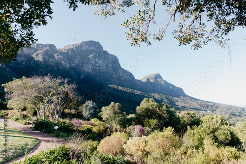 A scenic view of Kirstenbosch botanical garden in Cape Town, South Africa with a mountain, trees, plants and a lawn