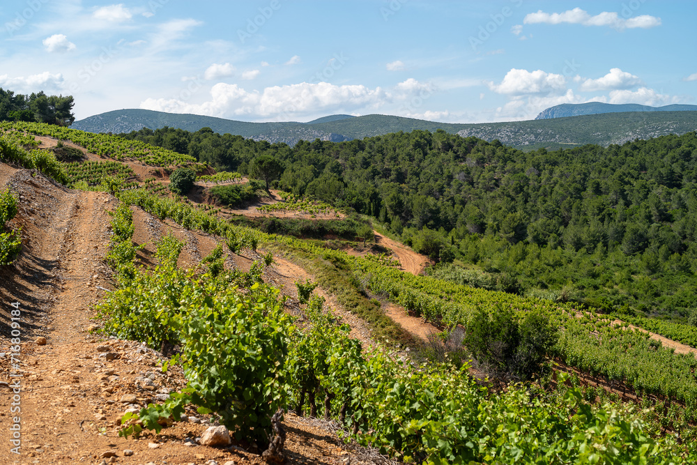 vineyard in region,  pyrénées orientales