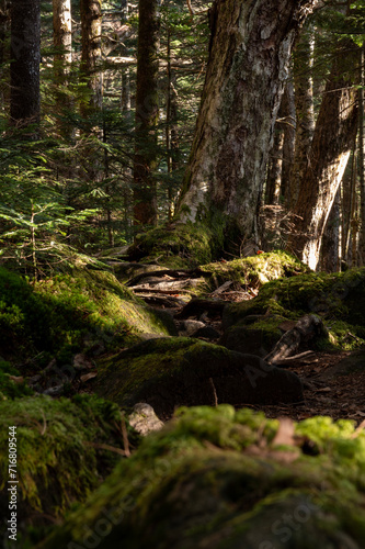 木漏れ日が差し込む苔の森 © officeU1