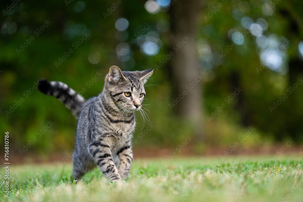 Obraz premium Portrait of cute tabby kitten