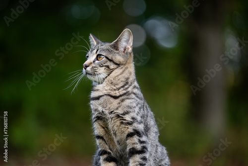 Portrait of cute tabby kitten